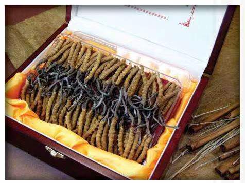 洛浦冬虫夏草回收